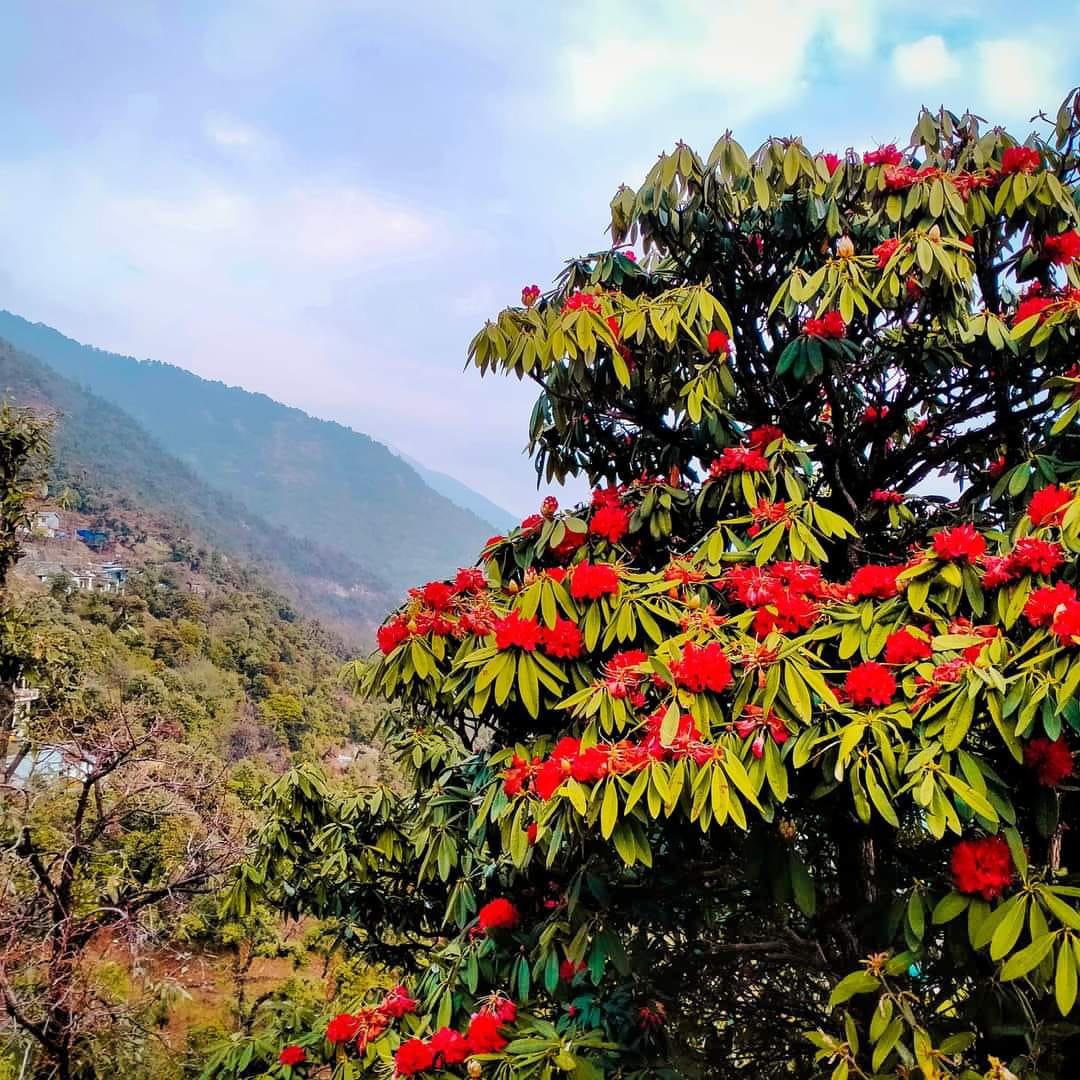 Goecha La Trek Highlights: A Journey Through the Heart of Kanchenjunga National Park. — image 7