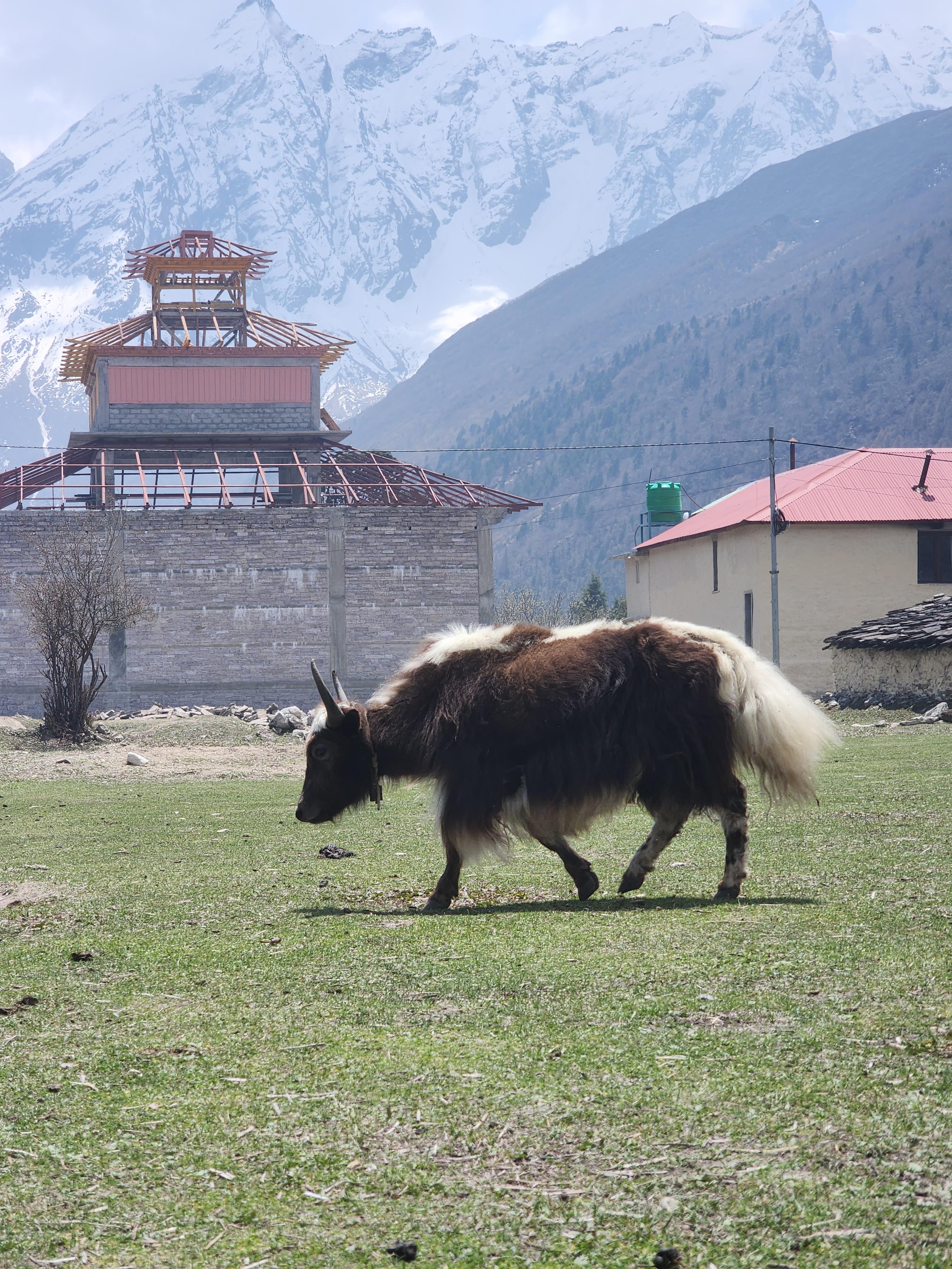 Annapurna Base Camp Trek scenery 14