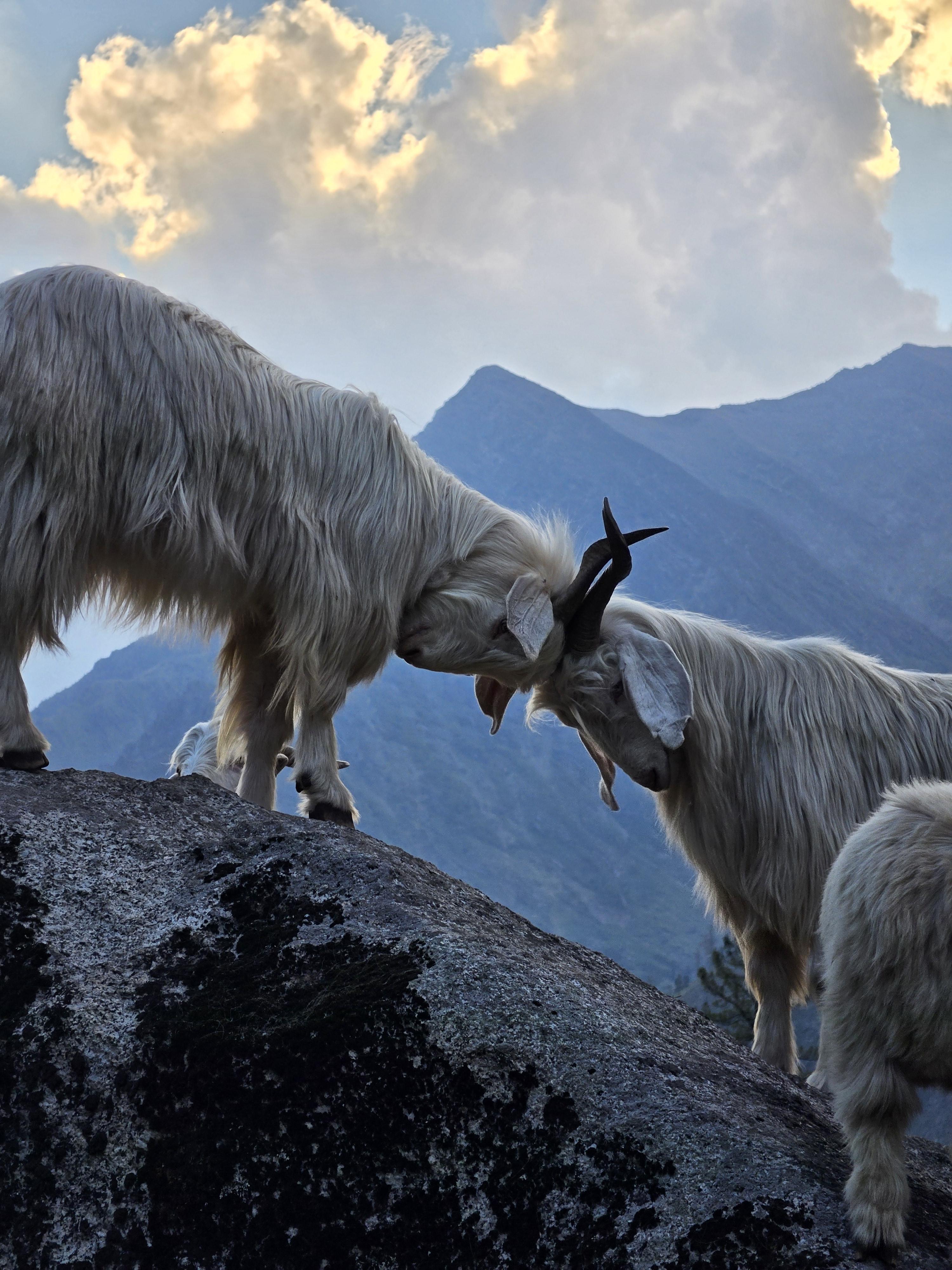 Annapurna Base Camp Trek scenery 9