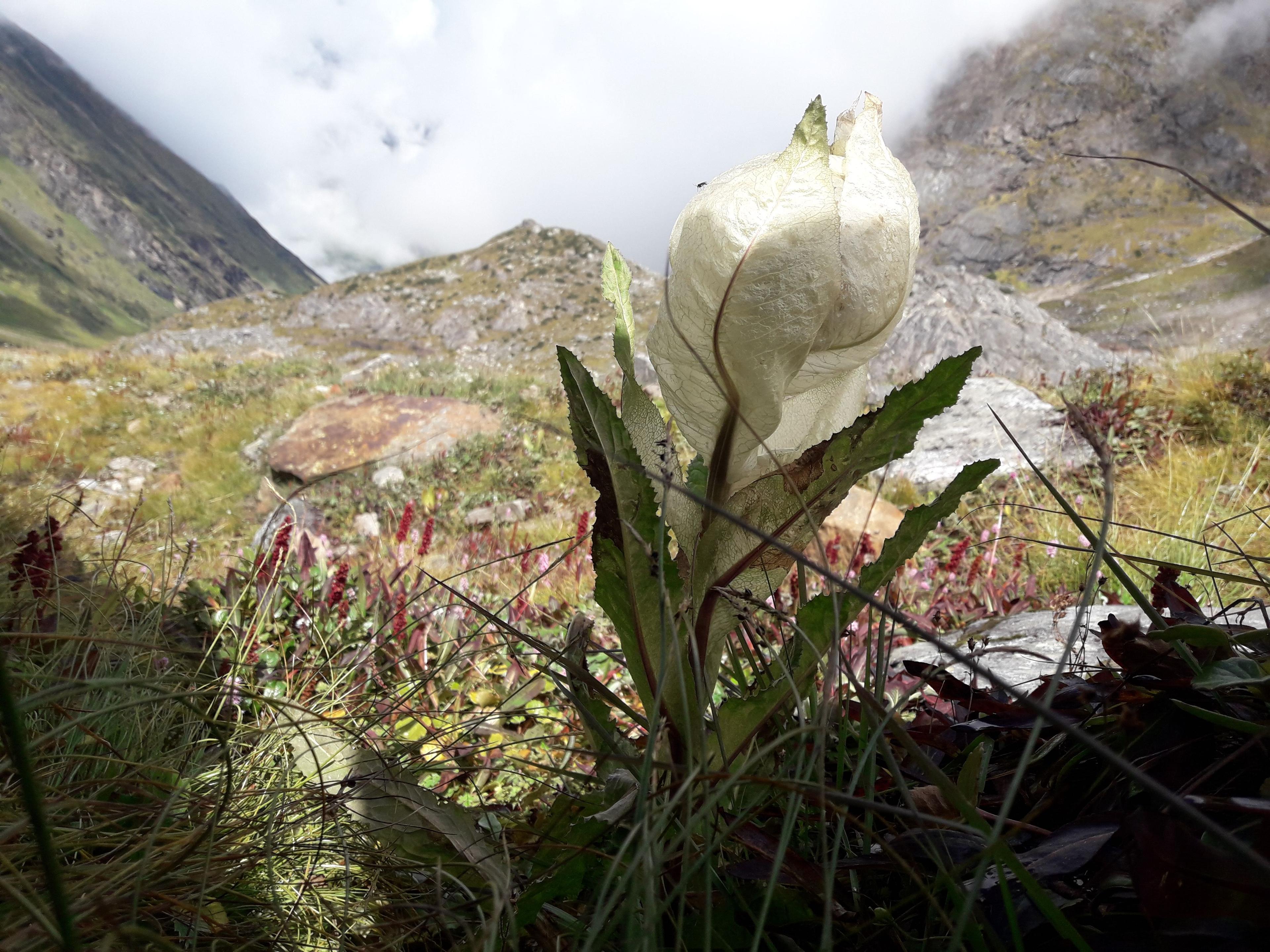 Auden's Col Trek scenery 31