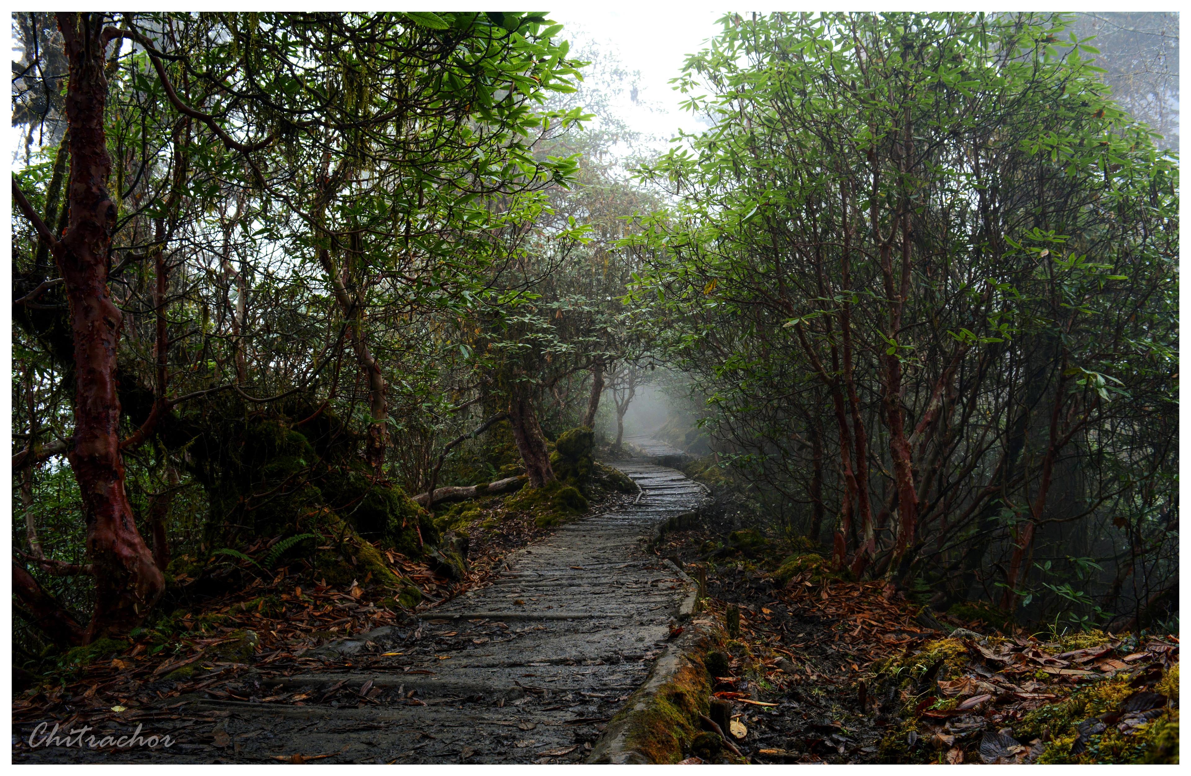 Goechala Trek scenery 15