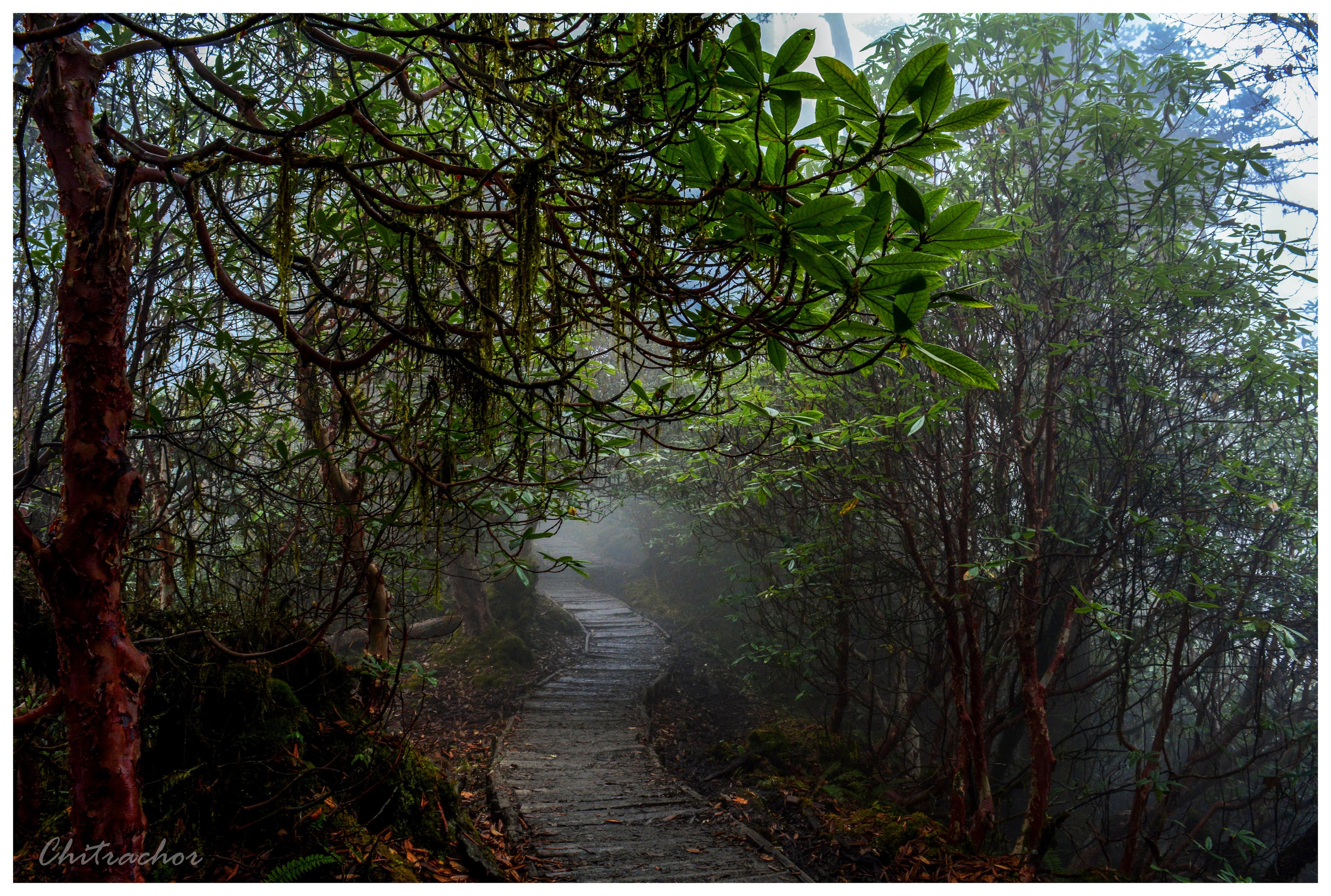 Goechala Trek scenery 16