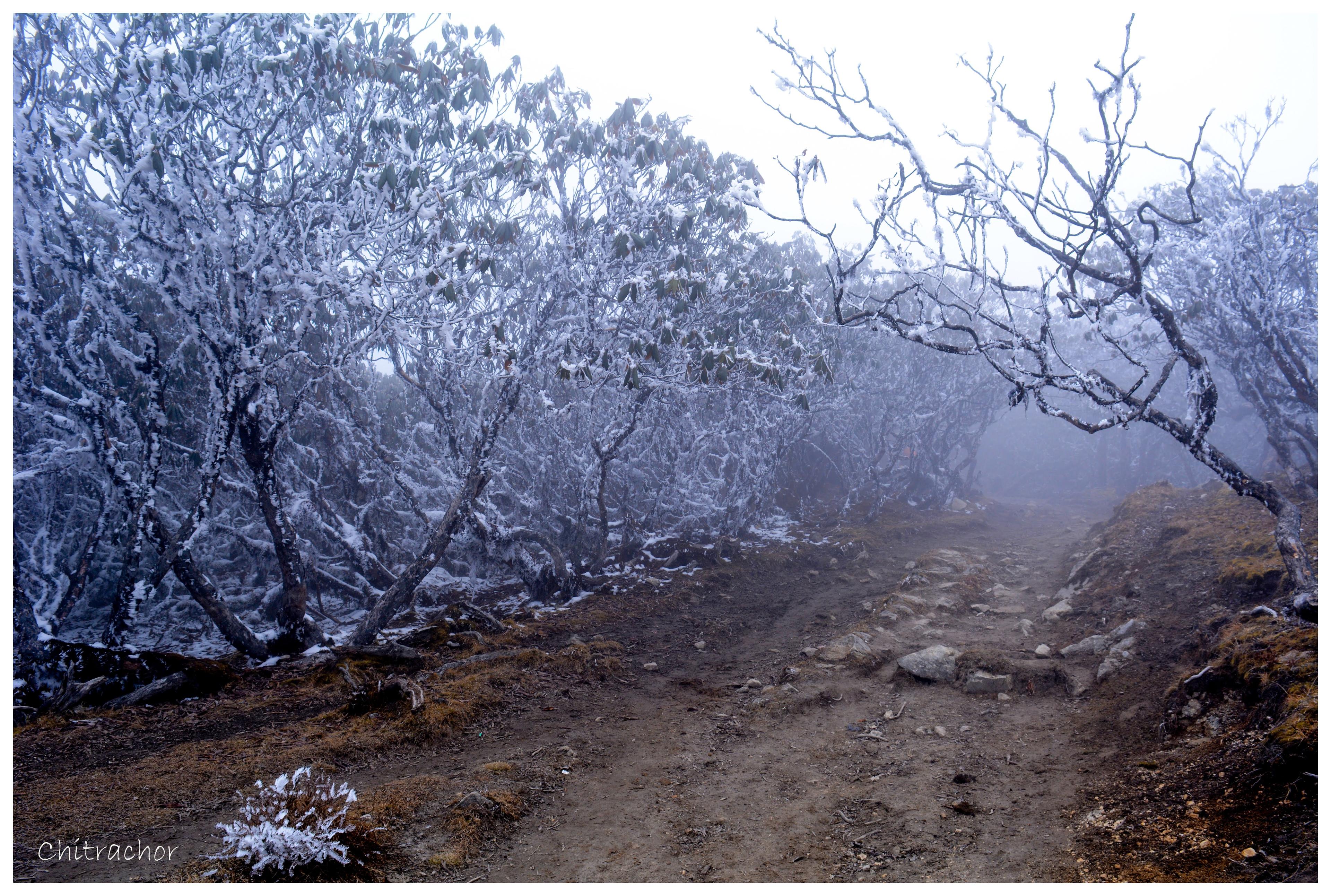 Goechala Trek scenery 23